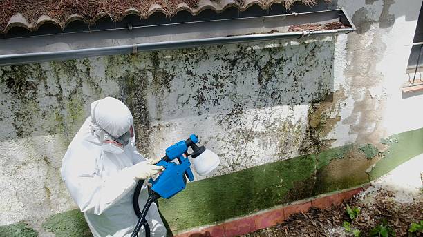 Trusted Attic Mold Removal service in Lake Stevens, WA - Cheap Mold Removal